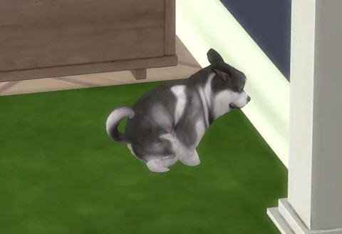 模拟人生4怎么养狗[图1]