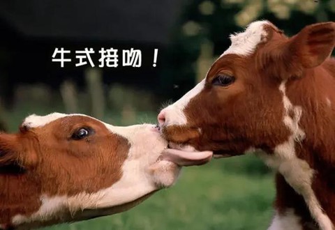 迷你世界牛怎么拉屎[图1]