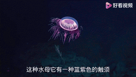 迷你世界水母怎么来的[图2]